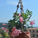 Luxurious Stone House In Elani Siviri